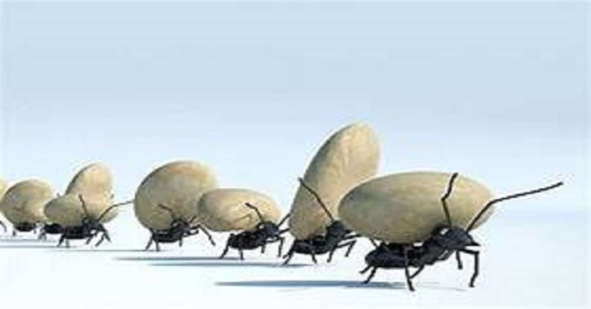 Ants hard work