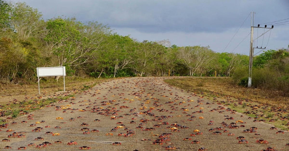 Unity in Crabs