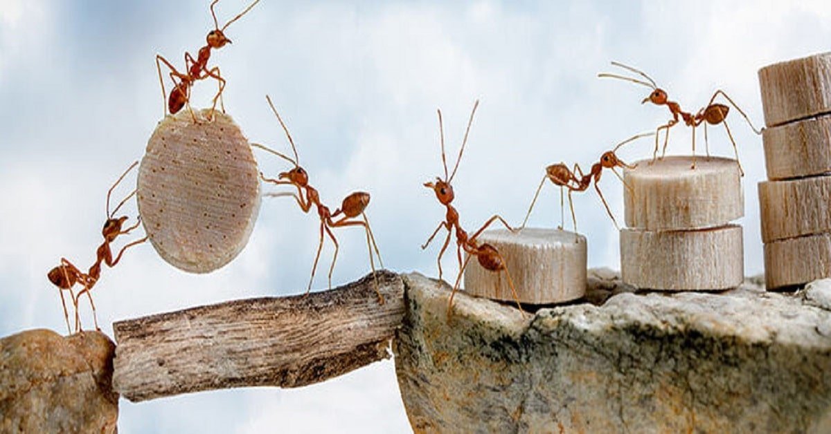 Lessons from ants